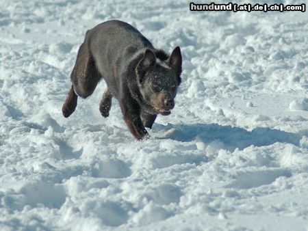 Australian Kelpie KLA Simply Xtra Special (Terra) Aus. Import nach Holland. Terra hier beim Hütearbeit im Schnee am 3e marz 2005