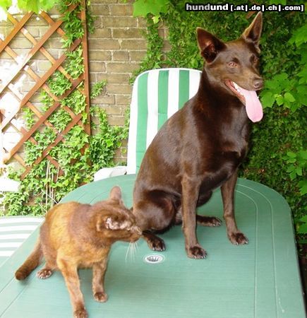 Australian Kelpie Hunde und Katzen, Feinde? nicht wenn deine Name Vax ist. Multi Ch. Kalan Sky Choc mit Havaneser Katze 