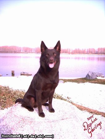 Australian Kelpie Yirr-ma Bashyr of the Two Chestnuts