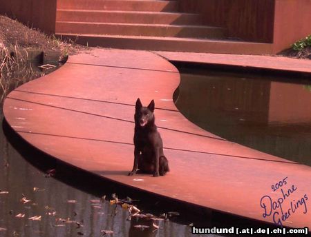 Australian Kelpie Yirr-ma Bashyr of the Two Chestnuts