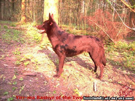 Australian Kelpie Yirr-ma Bashyr of the Two Chestnuts