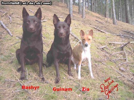 Australian Kelpie Yirr-ma Bashyr + Ch. Guinam + Ch. Zia (Basenji)