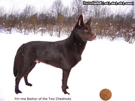 Australian Kelpie Yirr-ma Bashyr of the Two Chestnuts