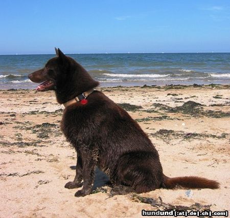 Australian Kelpie Dutch Dynamite Dashin Dan auf's Strand hier im alter von zwei jahre