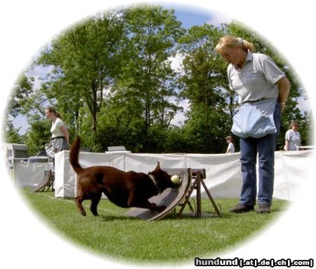 Australian Kelpie Ch. Dutch Dynamite Datildoo Darwin beim Int. Flyball wettkampf