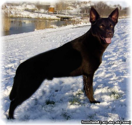 Australian Kelpie Dutch Dynamite Datildoo Darwin ES'04