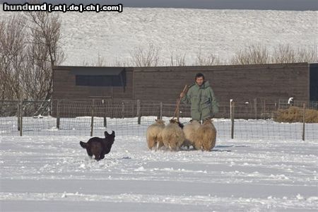 Australian Kelpie Ch. Dutch Dynamite Datildoo Darwin, LuxCh., NLCh., ESgr'04. Hier beim Hütearbeit im Schnee am 3 Marz 2005