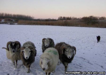 Australian Kelpie Dutch Dynamite Datildoo Darwin driving sheep