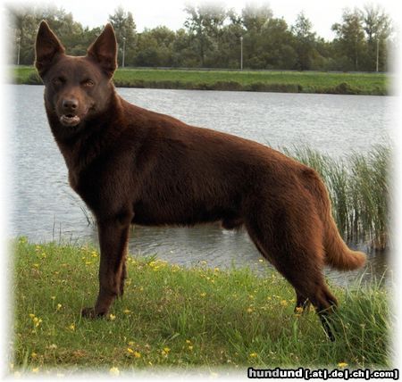 Australian Kelpie Ch. Dutch Dynamite Datildoo Darwin, LuxCh., NLCh., ESgr'04. Arbeit und schonheit vereint. Darwin wurde am 28 dezember in Renkum (Holland) 5e beim Schafenhüten, zwichen 33 Border Collies.