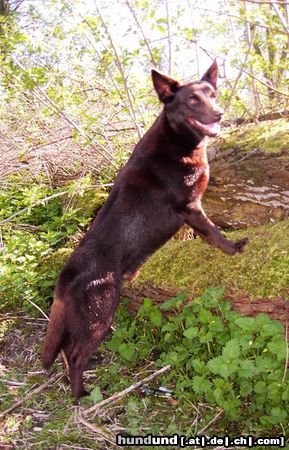 Australian Kelpie Ch. Dutch Dynamite Datildoo Darwin, LuxCh, NLCh, ESgr'04. Klettern ist was Kelpies am liebste tun.