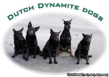 Australian Kelpie Dutch Dynamite Dogs on the beach in holland