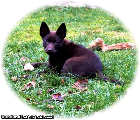 Australian Kelpie Dutch Dynamite Deadline Dean wurde nach Deutschland exportiert, er lebt in die nahe von Bremen. Auf diese foto ist er 11 wochen