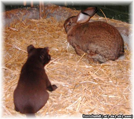 Australian Kelpie Dutch Dynamite Desert Devil mit Flämische Riese auch er soll andere tiere kennen lernen