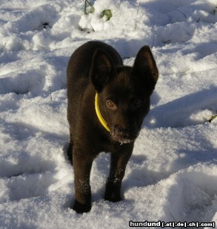 Australian Kelpie Dutch Dynamite Desert Devil im Schweisser Snee anstatt Australischen Wüste.