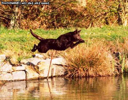 Australian Kelpie Dutch Dynamite Darin Dazzlin, hier nur 1 jahr und schon unerschrocken. Dazzlin ist die erste Kelpie in Belgiën die für rettungsarbeit wurde certifiziert