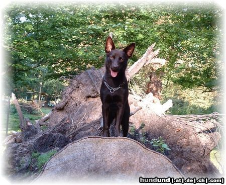 Australian Kelpie Dutch Dynamite Daredevil Darla (Durda), sie genießt über alles zu klettern.