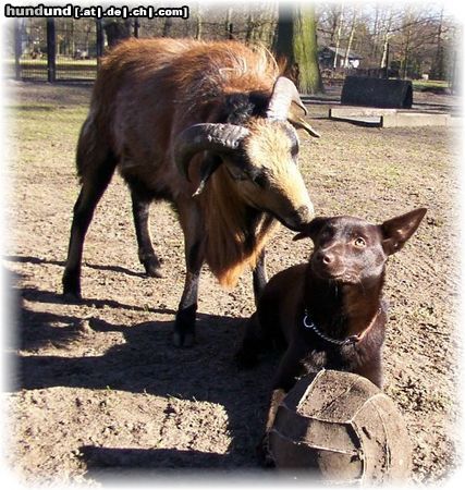 Australian Kelpie Dutch Dynamite Daredevil Darla (Durda) spielt Fußball mit einem Schaf 