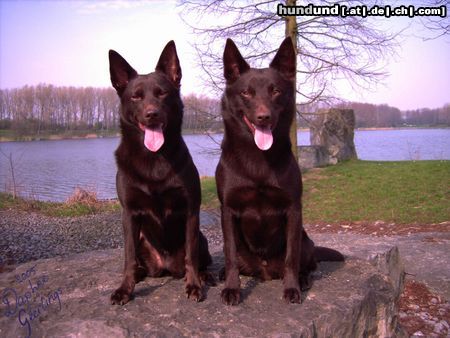 Australian Kelpie Champ. Guinam & Yirr-ma Bashyr