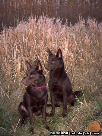 Australian Kelpie Champ. Guinam & Yirr-ma Bashyr