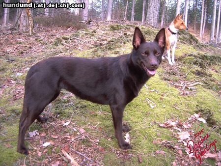 Australian Kelpie Champ. Guinam Iyanla Yulara Uluru