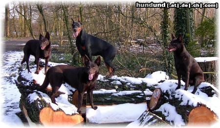 Australian Kelpie Schnee und Baüme alles was Kelpie und Dobermann brauchen zum Spass