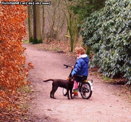 Australian Kelpie Dutch Dynamite Derk Dermod (Mo) mit seine neue Familie im norden Holland's. Mo ist hier 4 monate