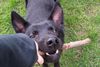 Australian Kelpie Hund