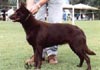 Australian Kelpie Hund