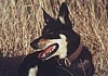 Australian Kelpie Hund