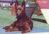 Australian Kelpie Hund