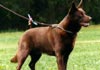 Australian Kelpie Hund