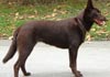 Australian Kelpie Hund