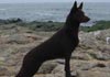 Australian Kelpie Hund