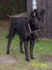 Australian Kelpie Hund