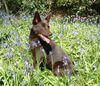 Australian Kelpie Hund