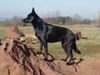 Australian Kelpie Hund