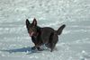 Australian Kelpie Hund