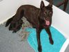 Australian Kelpie Hund