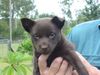 Australian Kelpie Hund