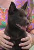 Australian Kelpie Hund