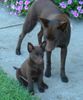 Australian Kelpie Hund