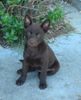 Australian Kelpie Hund