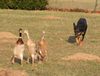 Australian Kelpie Hund