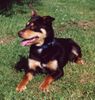 Australian Kelpie Hund