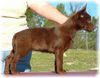 Australian Kelpie Hund