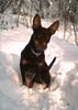 Australian Kelpie Hund