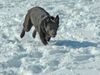 Australian Kelpie Hund