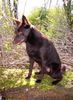 Australian Kelpie Hund