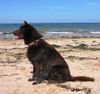 Australian Kelpie Hund