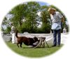 Australian Kelpie Hund